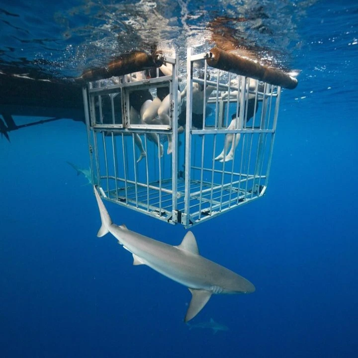Shark Cage