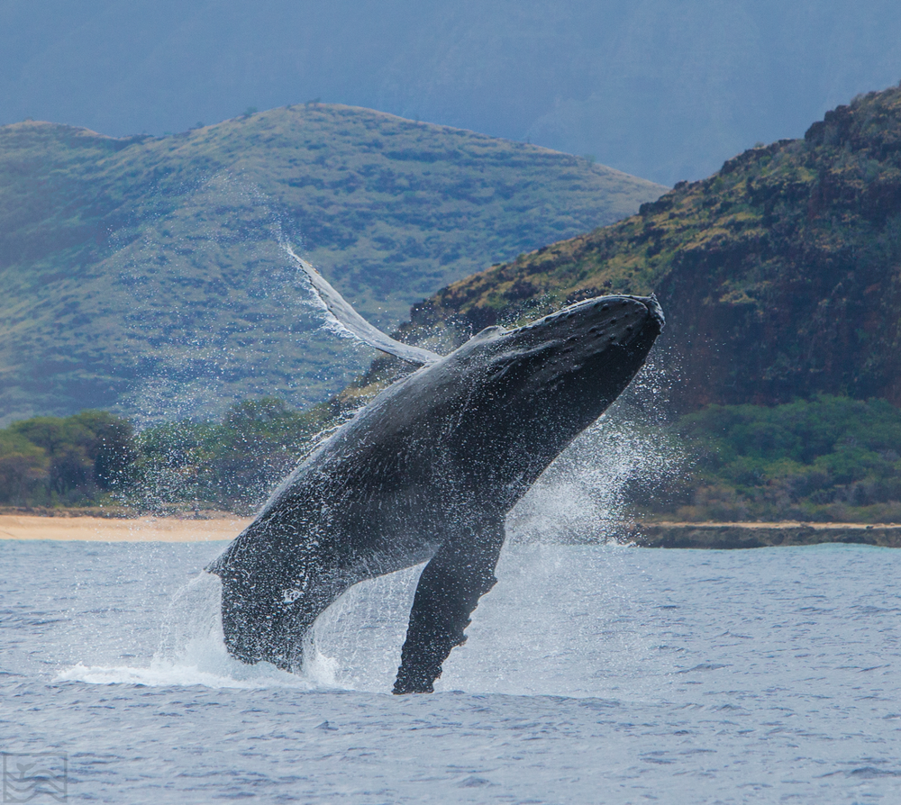 Whale Watching (In Season)